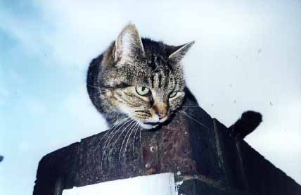cat
