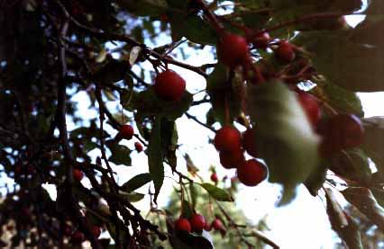 cherry tree