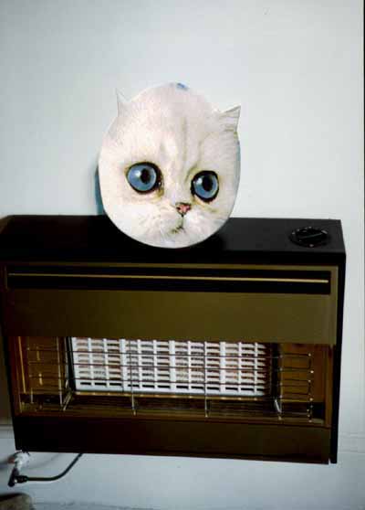 cat and radiator