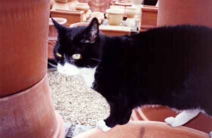 cat with terracotta pots