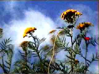 sonic bloom